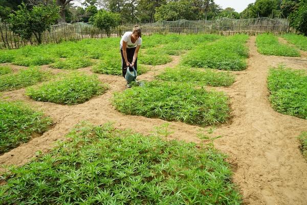 pozwolenie na uprawę konopi
